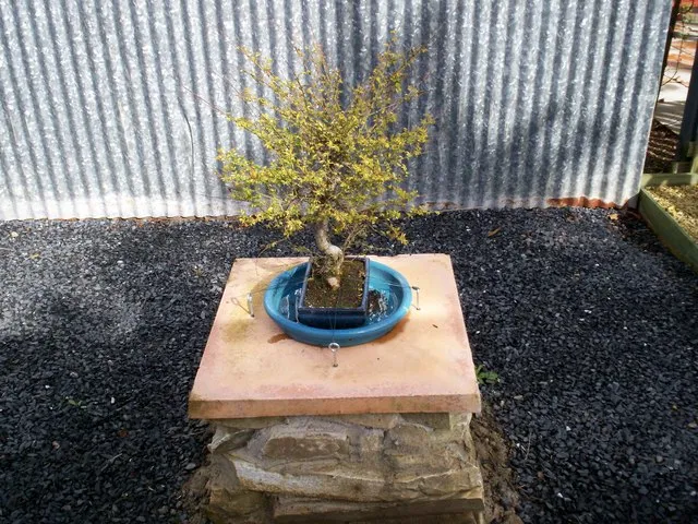 Tiny Trees, Big Roots: How to Grow Sagamihara's Bonsai Tradition in Your American Backyard