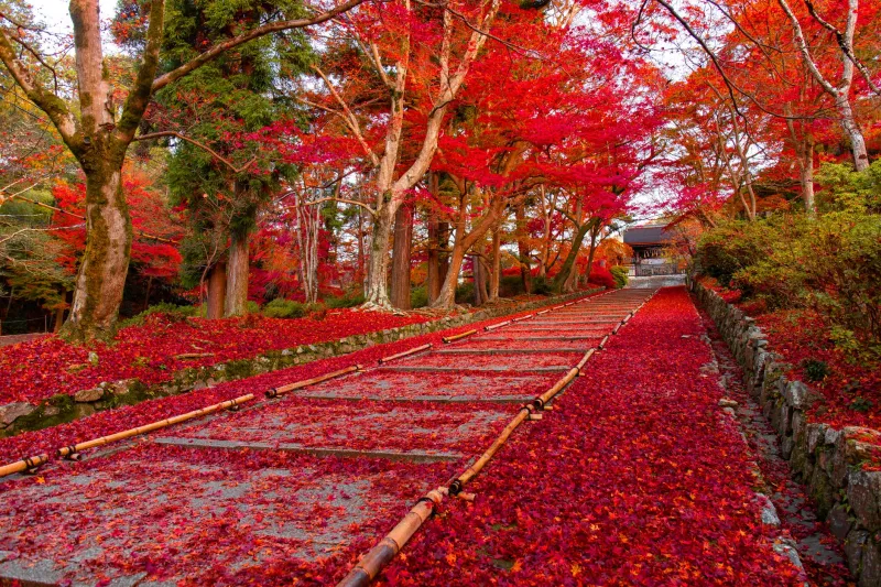 Letting Go on Purpose: How Sagamihara's Seasonal Rituals Can Help You Actually Start Over