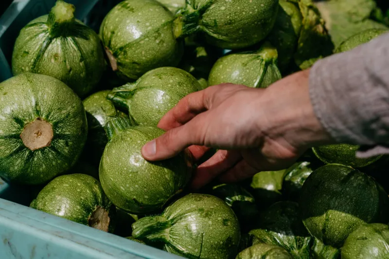 Stop Following the Recipe: How Sagamihara's Farmers Learn to Let Vegetables Lead